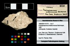 Foto (Objekt + Etikett) von Protosphaeroma ernstbrunnense (Bachmayer, 1949)  (NHMW-GEO-1990-0041-10170)